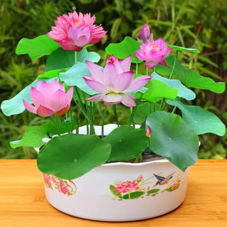 【水培碗莲】无土水培植物碗莲种子栽培盆栽水养生水莲花四季开花