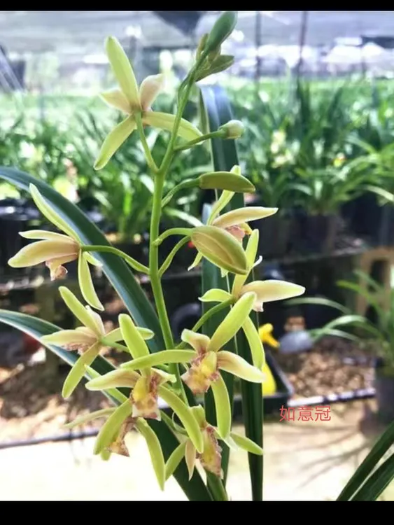 兰花 如意冠 精品金边矮种卉室内绿植盆栽花卉