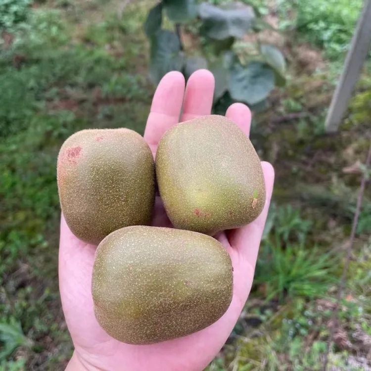 靖州红心猕猴桃又大又甜 