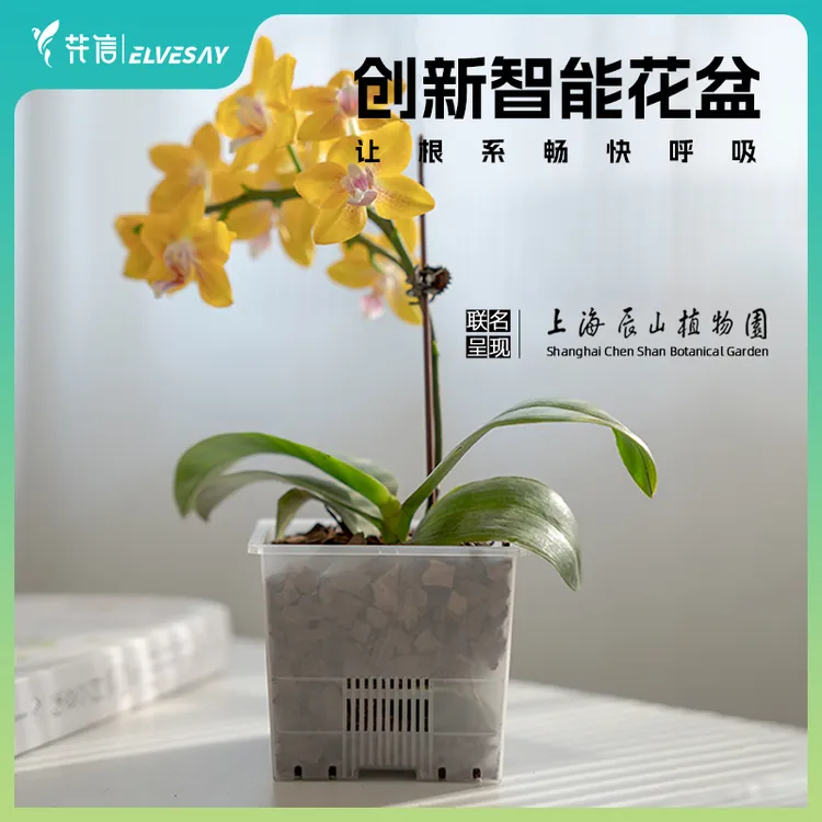 【锐哥专属】蝴蝶兰专用呼吸盆 半透明透气排水观根控根耐用环保