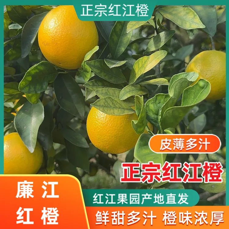 正宗廉江红橙皮薄多汁湛江特产橙子甜橙红江橙新鲜农场水果橙子