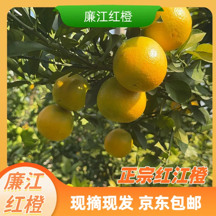 广东正宗廉江红橙湛江特产装橙子手剥薄皮甜橙红江橙新鲜农场水果