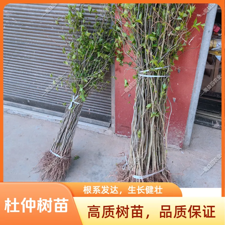 纯正厚皮杜仲苗四川杜仲药材杜仲树苗丝棉树苗剥皮用杜仲树苗批发