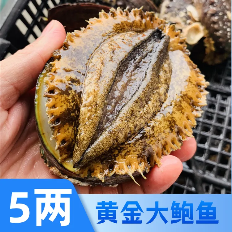 2斤装【5两鲍】黄金大鲍鱼 250g左右/只东山岛鲍鱼鲜活冷冻大个鲍鱼