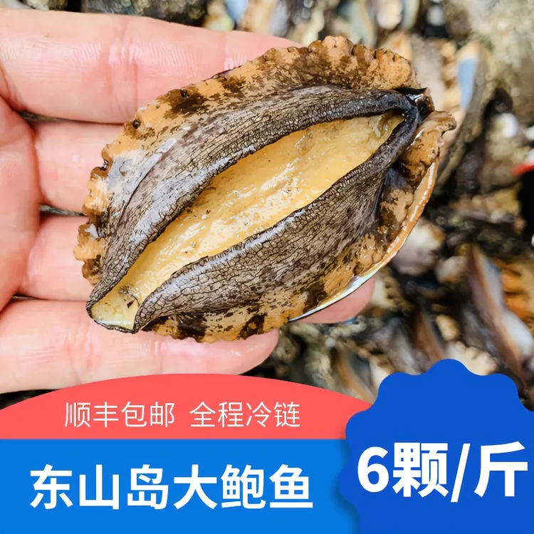 2斤装【六头鲍】7-8cm/只 东山岛鲍鱼鲜活冷冻大个鲍鱼新鲜捕捞速冻