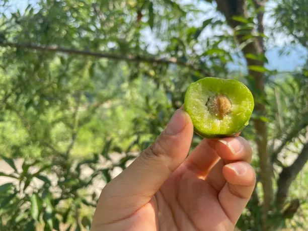 重庆高山脱骨青红脆李汁多甘甜