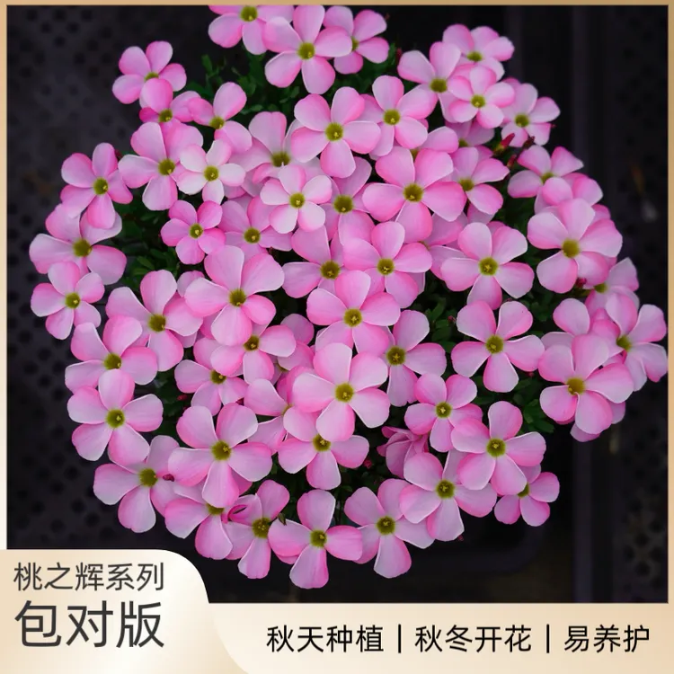 花园一只猫【早花】酢浆草种球【桃之辉系列】冬花类酢浆草秋天种植