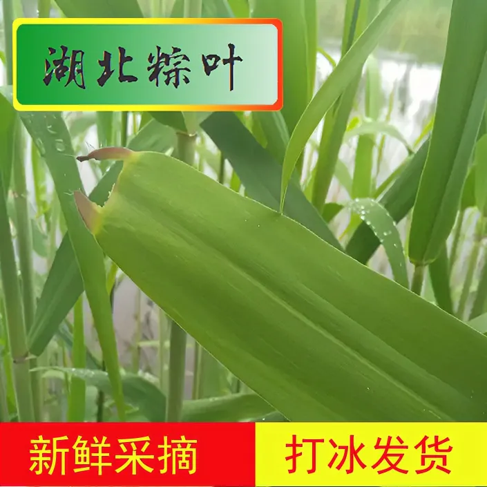 【送绳子】湖北粽叶包粽子专用芦苇叶端午节粽叶新鲜大号野生粽叶