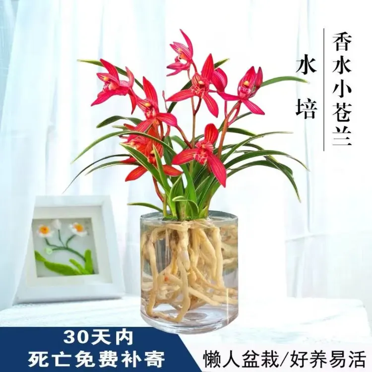 水培香水小苍兰花苗室内植物浓香型四季建花卉耐寒植物春夏带花苞商品图