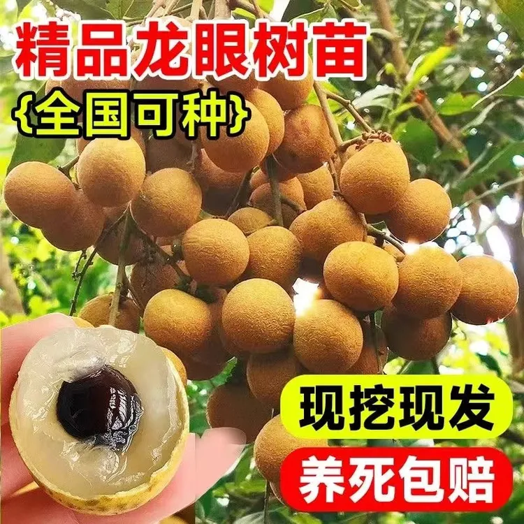 重庆嫁接储良龙眼四季龙眼树苗南方种植盆栽地栽水果树苗当年结果