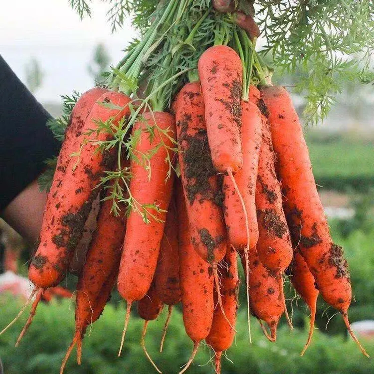 云南高山 沙地胡萝卜新鲜即食脆甜农家直供现挖现发