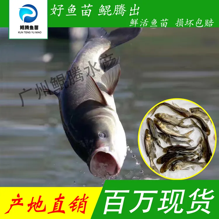 大规格花鲢大头淡水养殖鱼糖鲢鳙活体垂钓包邮包活到家饲养鲜活