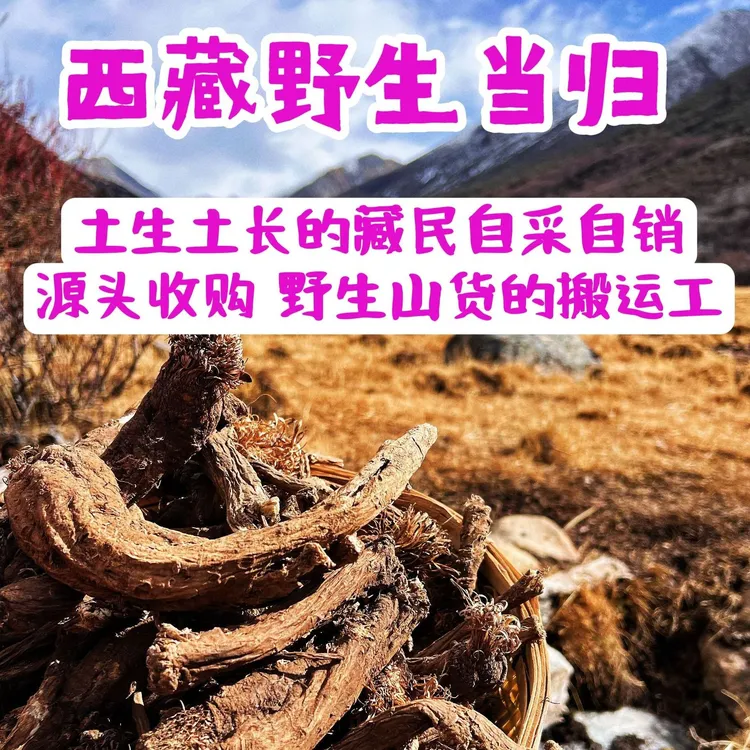 西藏野生藏当归高海拔无熏硫自然晾晒独活大当归无污染新货