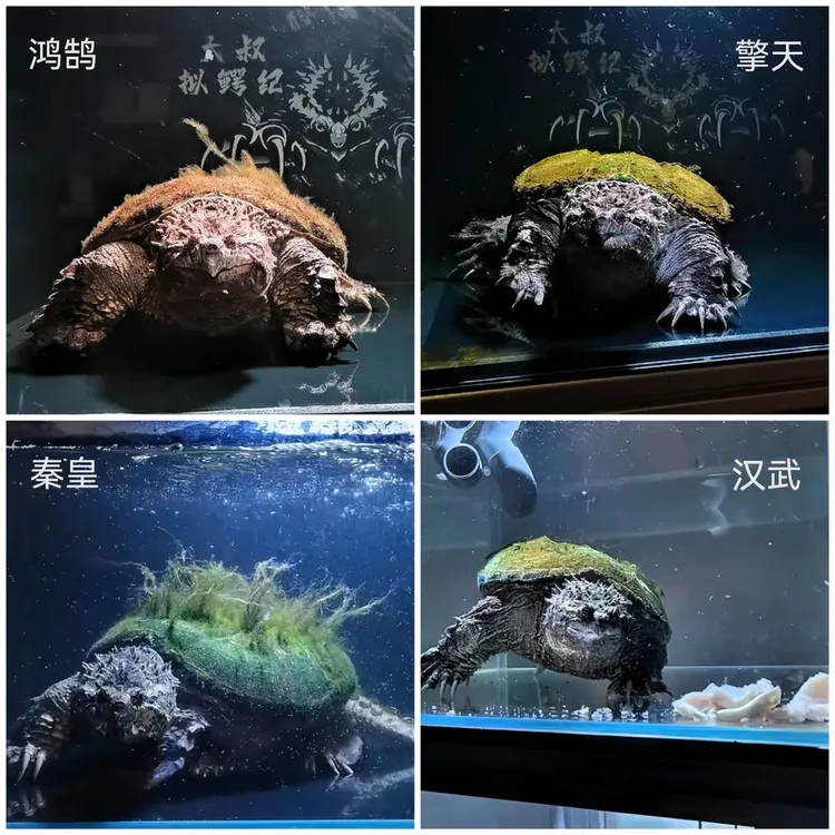 2025年种公苗预定(包全品）