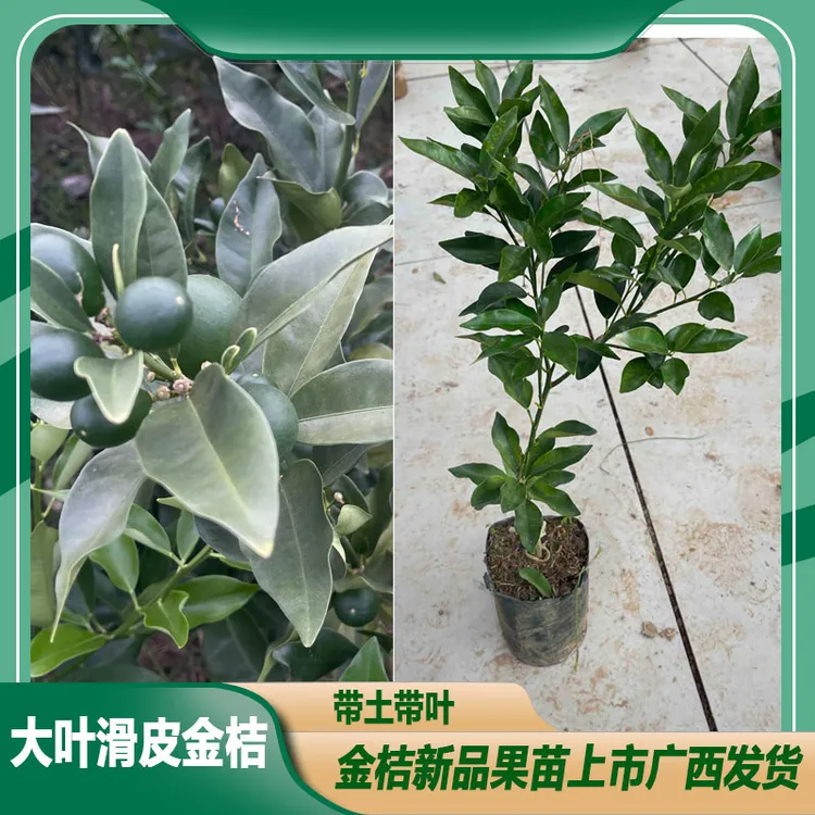 广西新品种第四代大叶滑皮金桔树苗四季结果纯甜大果脆皮金桔苗