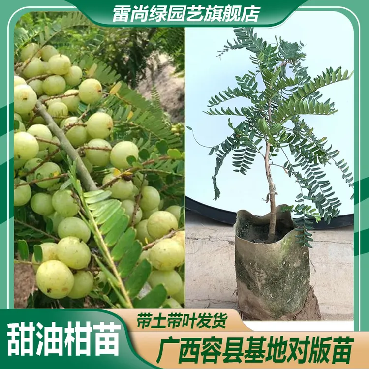 LEISHANGLU/雷尚绿精选大果甜油甘果苗余甘果树盆栽香气养护种植