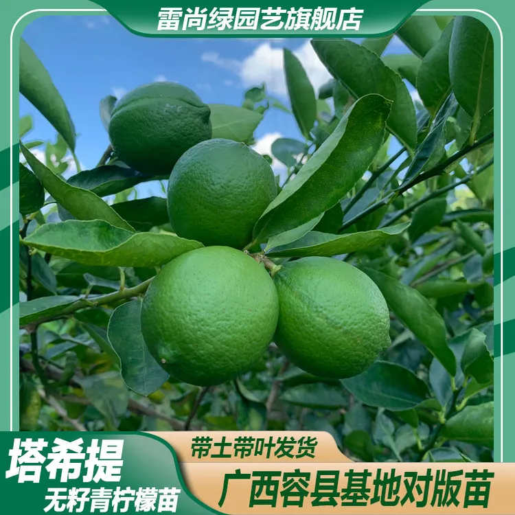 LEISHANGLU/雷尚绿塔西提无籽青柠檬树苗结果泰国青柠檬苗种植