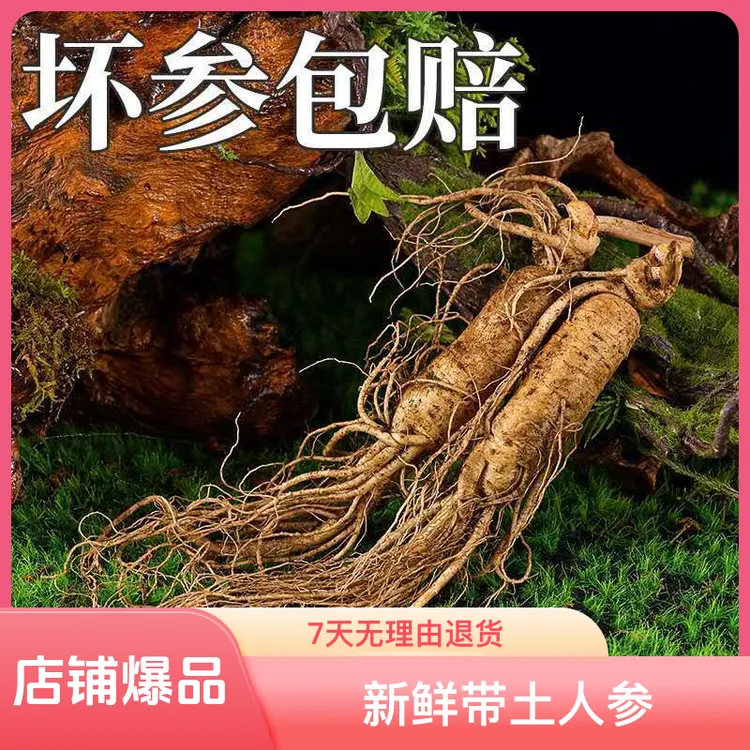 【极参老参沟】正宗人参长白山新鲜带土人参土人参