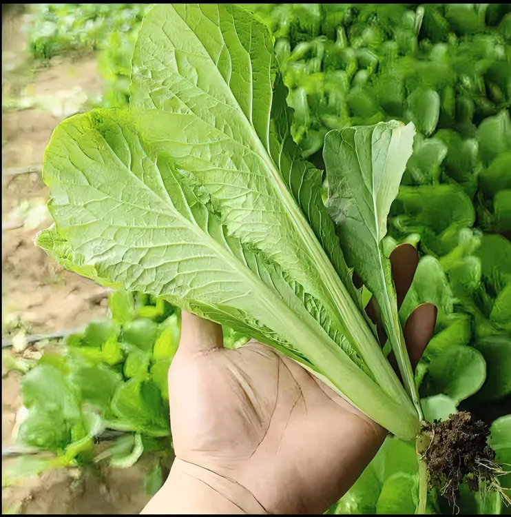 东北小白菜新鲜生吃蘸酱菜蔬菜农家现摘现发叶菜类小青菜农家菜