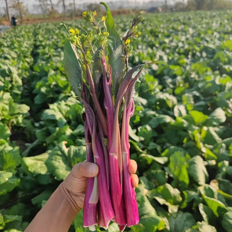 顺丰包邮湖北特产新鲜现采红菜苔白菜苔现采现摘现发2斤4斤