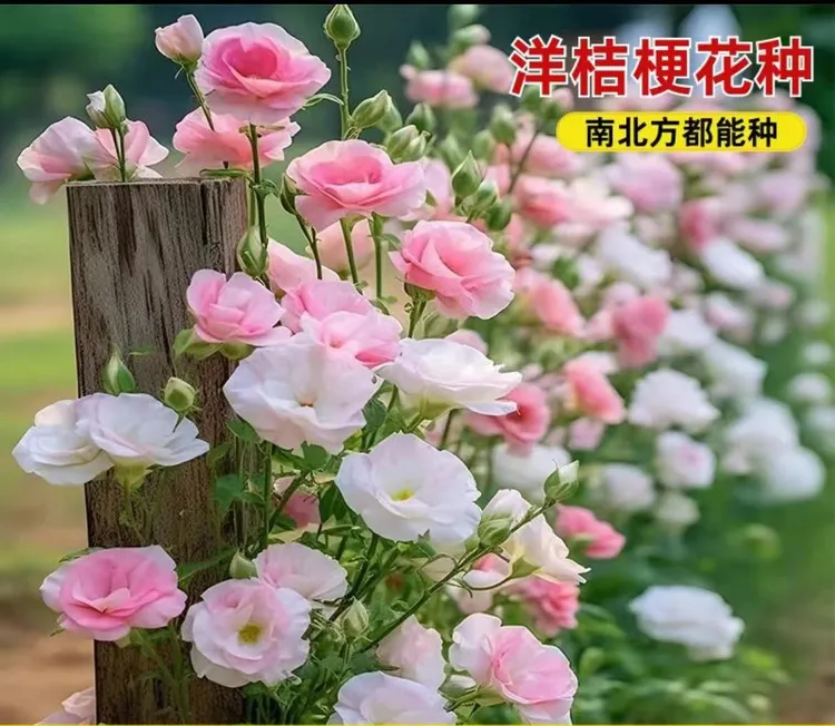 洋桔梗花四季易活阳台庭院盆栽南北方种植