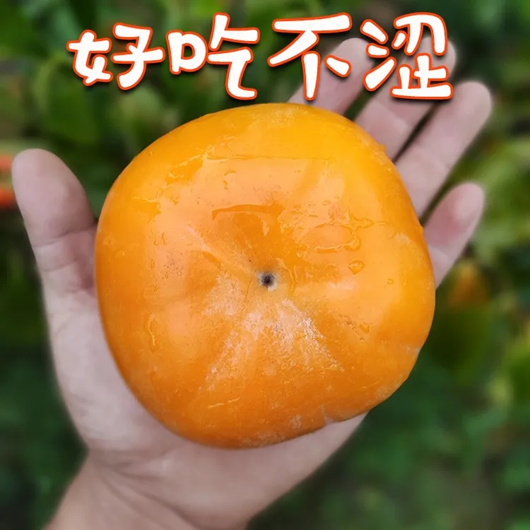 信宜大成北梭脆柿子新鲜应季无核小核脆皮脆柿甜柿【中果】