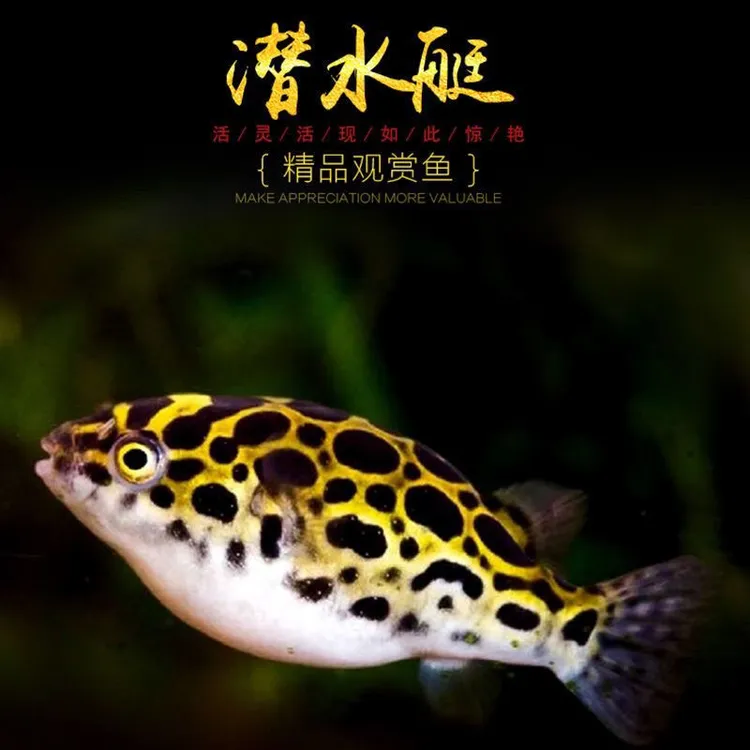 气泡潜水艇鱼小型热带鱼观赏鱼河豚巧克力金娃娃淡水斑马狗头