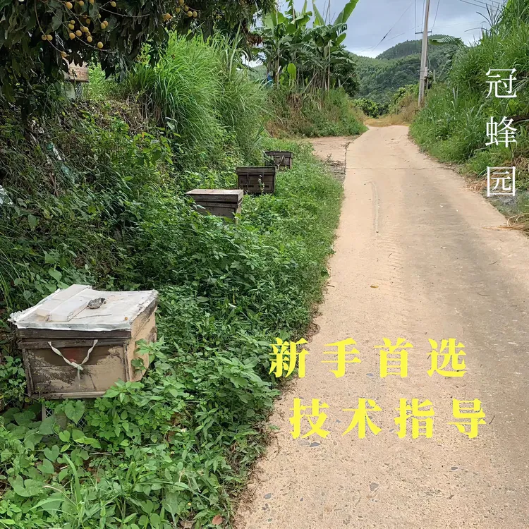 中华蜜蜂中蜂蜂群笼蜂土蜂带蜂箱带蜂王带巢脾产卵王