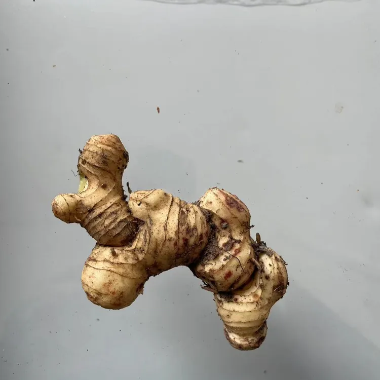 贵州野生黄姜生姜（老虎姜）农副产品1-5鲜干货