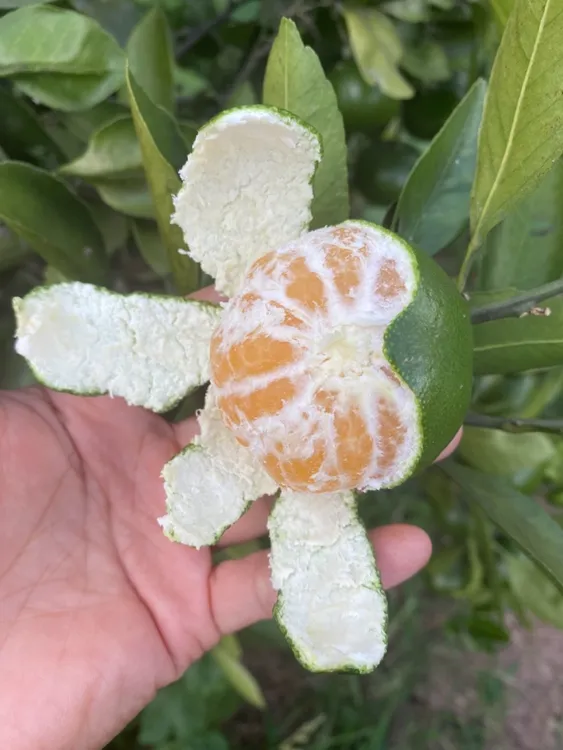 贵州大山农家新鲜酸甜橘子皮薄无籽蜜橘孕妇水果5