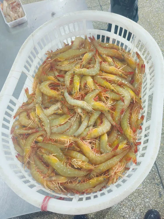 野生海捕明虾 也叫白丁虾 白刺虾 白对虾 黄金虾。