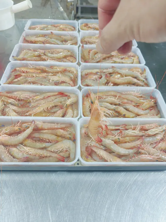海捕野生海麻虾。沙卢虾。广东 广西 两广地区包邮发货。