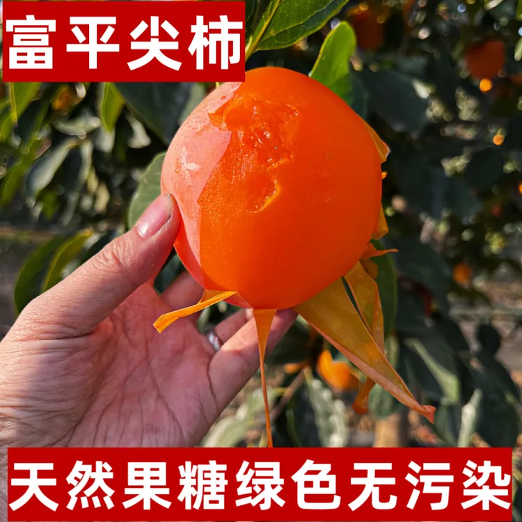 陕西富平大尖柿子【放软了吃】皮薄如纸果肉甘甜多汁果香味浓郁5斤