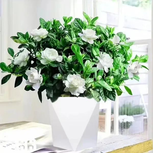 【绿植基地专属】[大盆栀子花带花苞发货]栀子花盆栽室内花卉绿植水培除甲醛植物