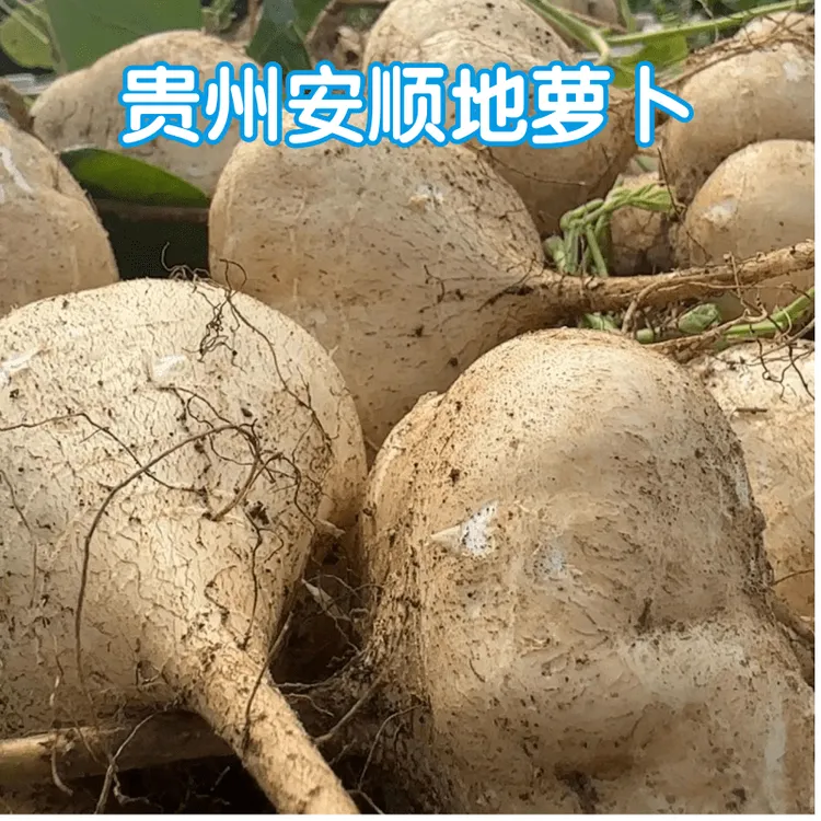 贵州安顺镇宁地萝卜凉薯地瓜沙葛新鲜现挖产地直发