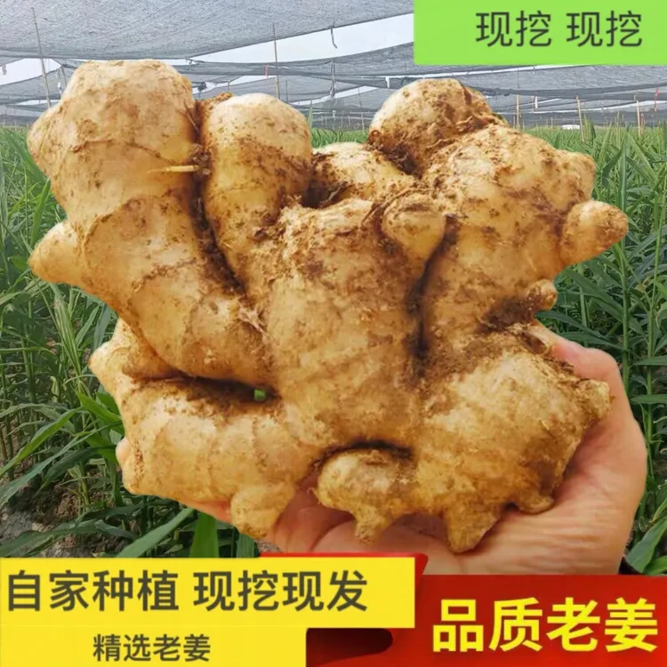 生姜大姜调味食用老姜大黄姜去腥老黄姜现挖现发3斤5斤姜味浓郁