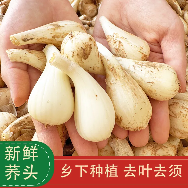 新鲜藠头现挖荞头农家蔬菜做泡菜酱菜凉拌下饭菜1.5斤5斤去根去须
