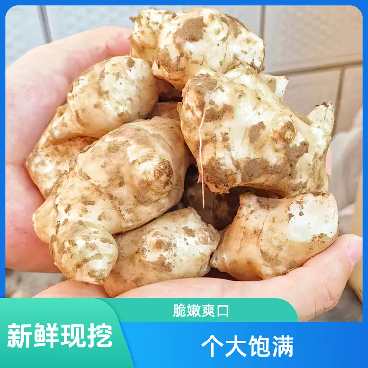 新鲜洋姜现挖野鬼子姜不辣菊芋姜味农家蔬菜酱菜制泡菜姜批种植