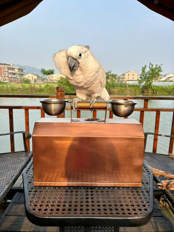 304不锈钢鹦鹉外出笼适合灰机葵花亚马逊折衷（长40公分高25）