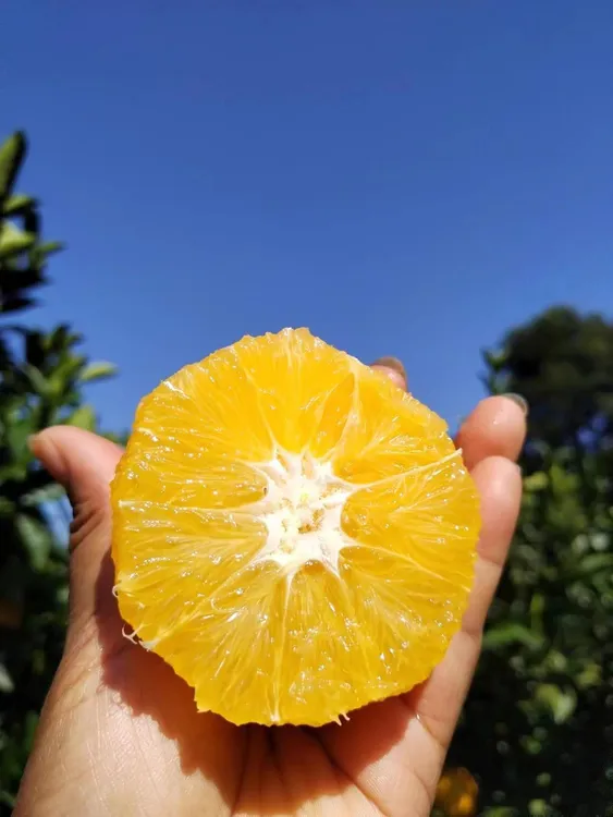 赣南信丰脐橙现摘现发香甜多汁应季水果【果园直发】精品果净重大果
