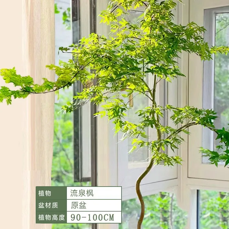 鸡爪槭青枫盆栽树苗造型绿植室内大型禄植阳台好养活易活四季常青