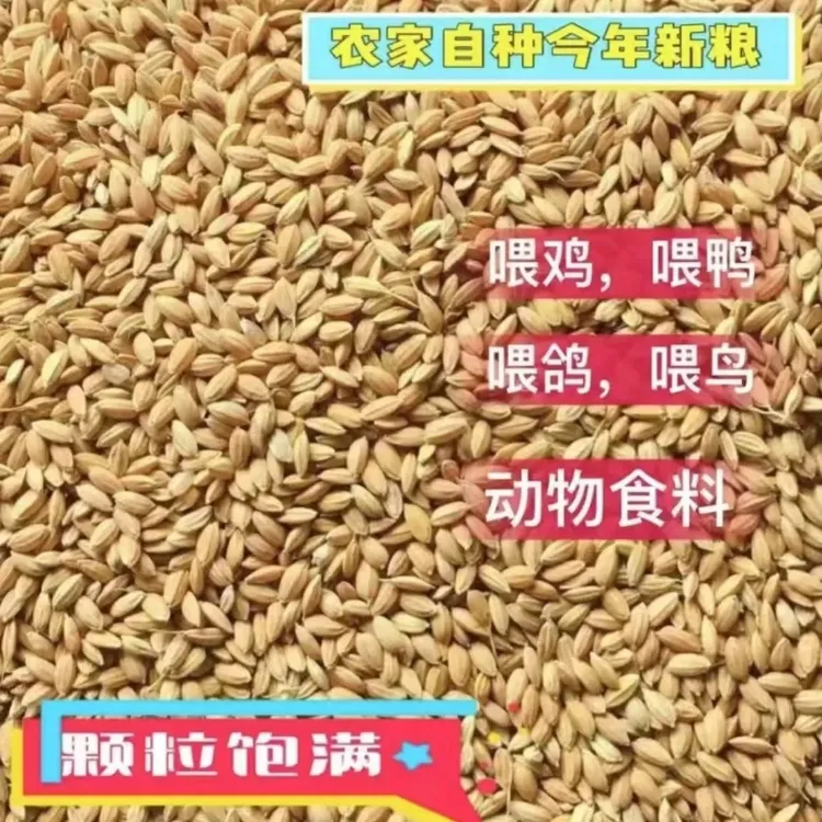 稻谷喂鸡饲料东北圆粒稻谷喂鸡便宜稻谷水稻稻子带壳大米鸡饲料