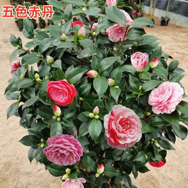 【养死包赔】带花苞香妃山茶盆栽正品浓香型树苗五色赤丹茶阳台耐寒