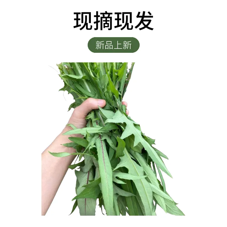 今年头茬新鲜野生苦麻菜山野菜药清热去火新鲜野菜山菜现摘现发