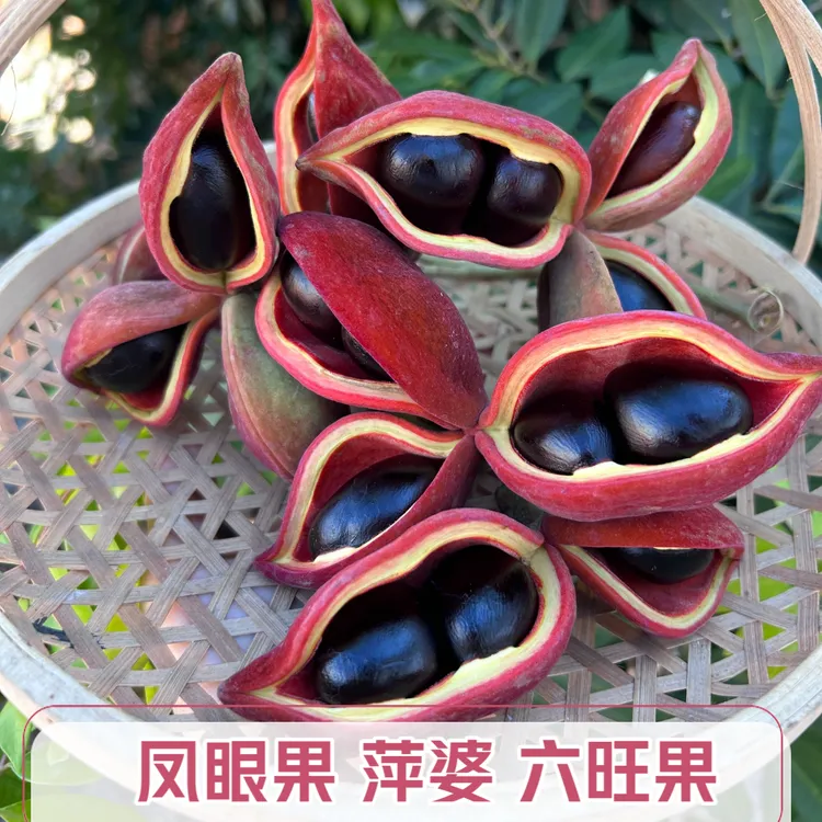凤眼果萍婆六旺果九层皮果新鲜采摘产地直发包邮