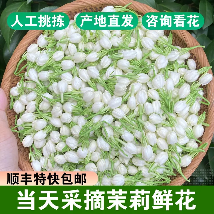 顺丰特快广西横州运输现摘现发优质花骨朵手茉莉鲜花手串原材料