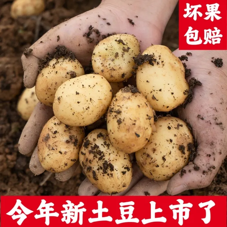 NONGRENDAMU/农人大木恩施高山农家农家肥自种马尔科小土豆五斤