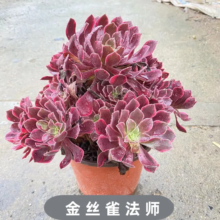 法师金丝雀美杜莎粉女巫韶华等系列法师锦吸甲醇防辐射多肉植物