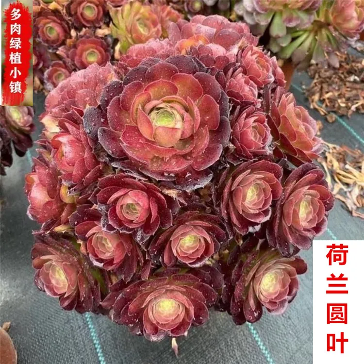 荷兰玫瑰捧花多头群生多肉植物室内用品花卉好养大颗盆栽批发