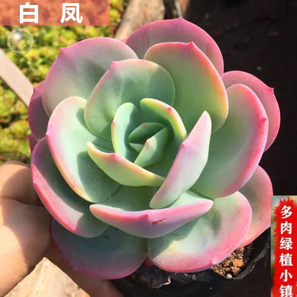 白凤多肉植物老桩单头大株粗桩罕见老桩稀有品种室内肉肉大石莲花